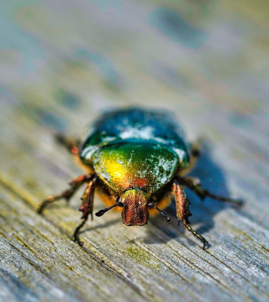 Illustration de l'événement : Atelier enfant : incroyables insectes