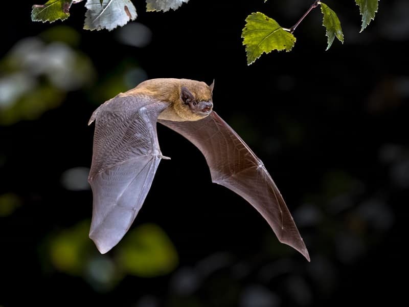 Illustration de l'événement : Nuit internationale de la chauve-souris