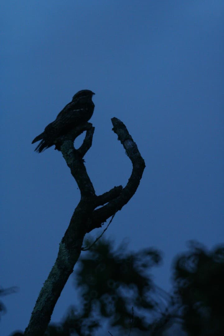 Illustration de l'événement : Sortie nature : Un soir d'été dans les landes, à l'écoute de l'engoulevent