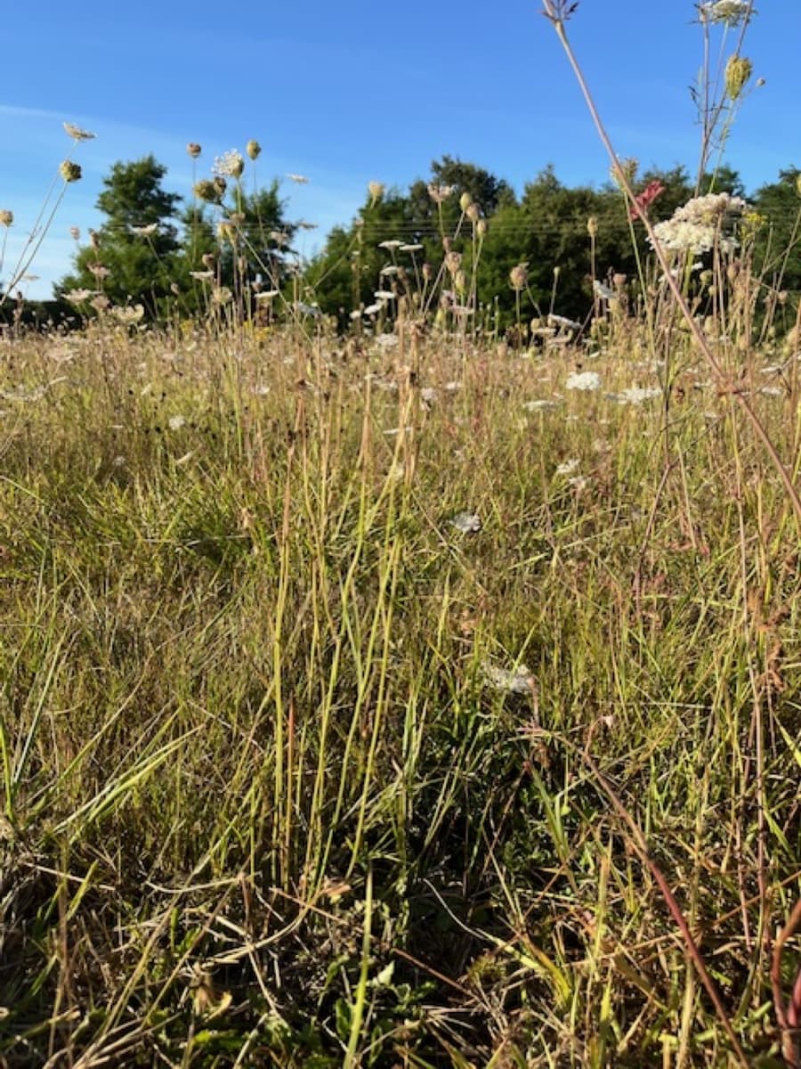 Illustration de l'événement : Atelier tout public : balade dans les prairies naturelles