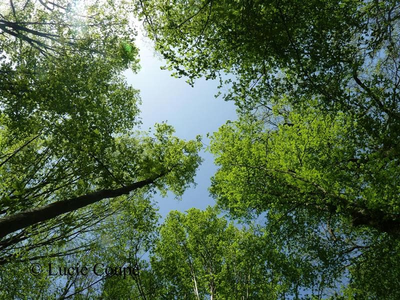 Illustration de l'événement : Sorties sylvatiques en forêt de mondon
