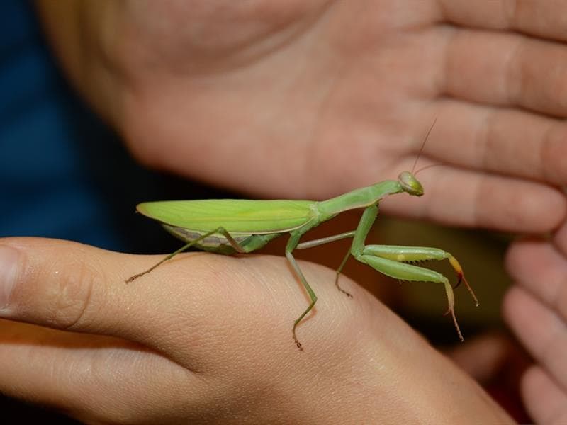 Illustration de l'événement : Récré nature - Mantes religieuses