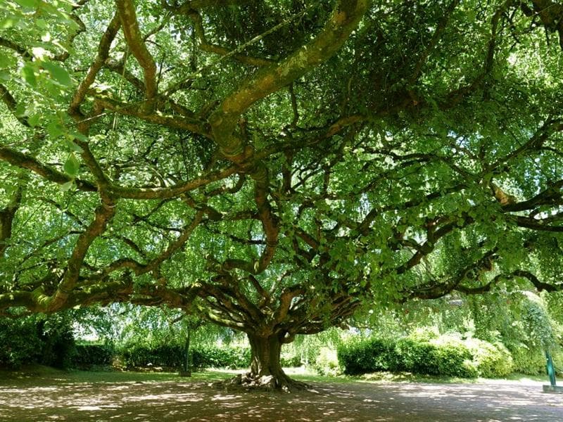 Illustration de l'événement : Ciné-débat - Les arbres remarquables