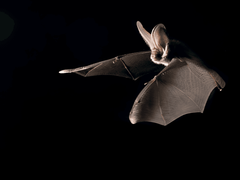 Illustration de l'événement : Rencontre avec les chauves-souris du sanctuaire