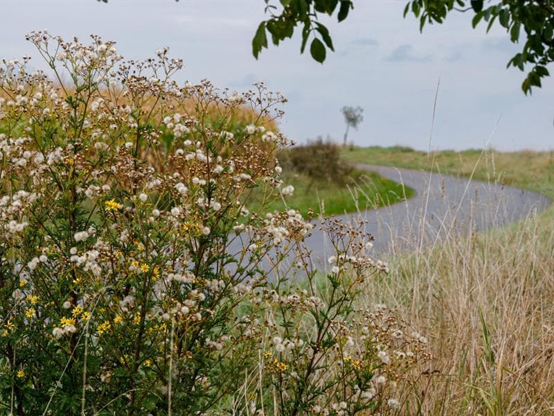Illustration de l'événement : Les Rendez-vous Nature - Merveilles naturelles du marais