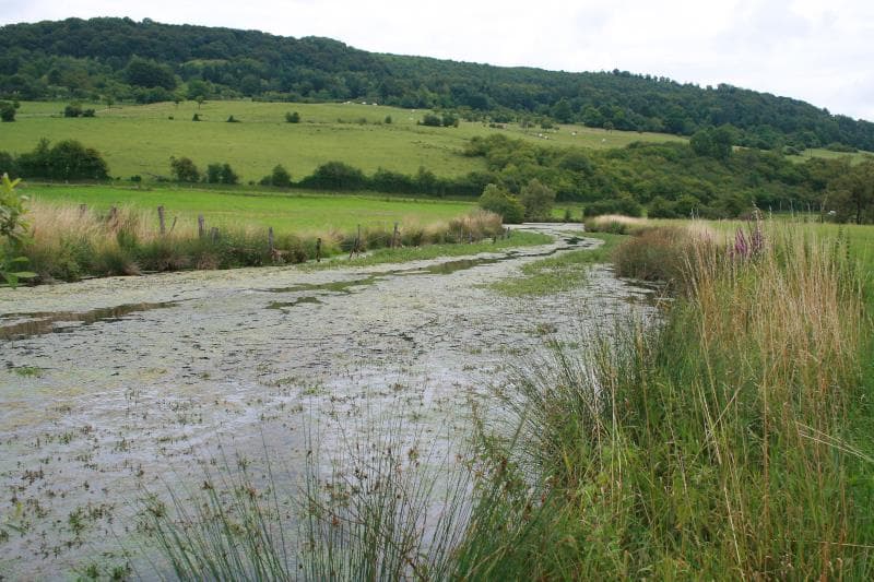 Illustration de l'événement : L'été en vallée de la Meuse, focus sur la noue