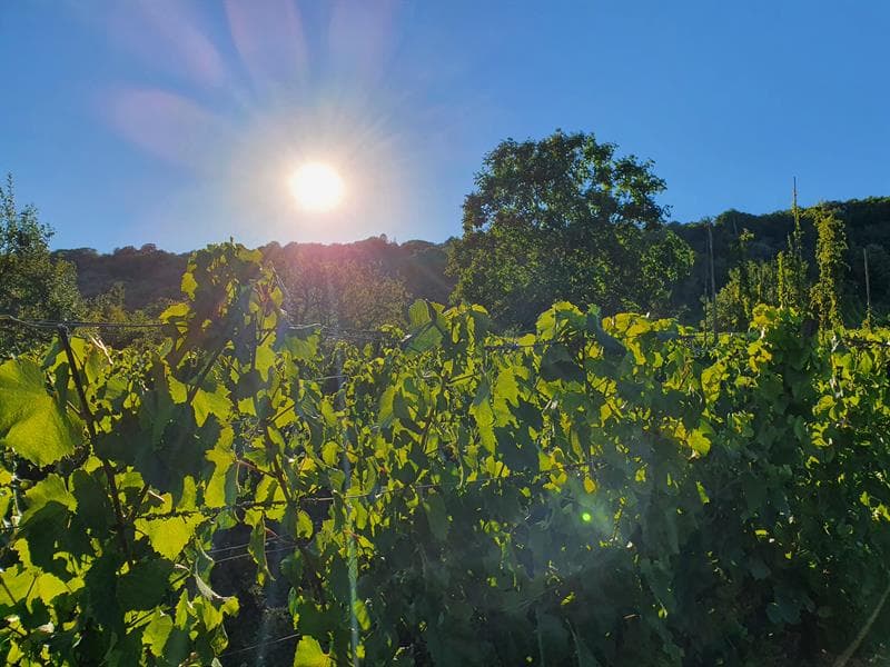 Illustration de l'événement : Visite nature - La Vigne au fil des saisons