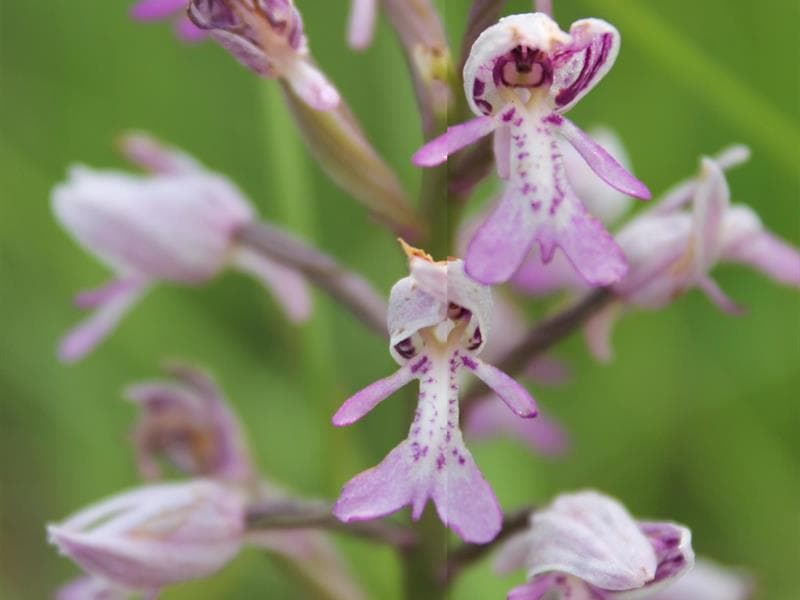 Illustration de l'événement : Sortie nature - Les orchidées du fort - Domgermain