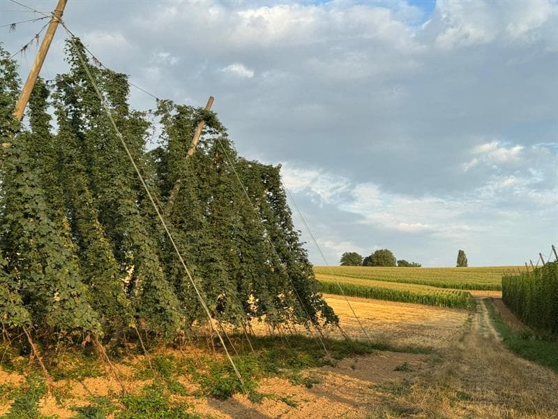 Illustration de l'événement : Les Vendredis Houblonnés sur le Sentier du Houblon