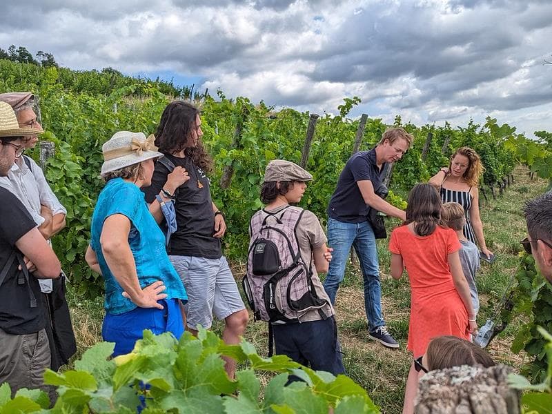 Illustration de l'événement : Balades dans les vignes & dégustation