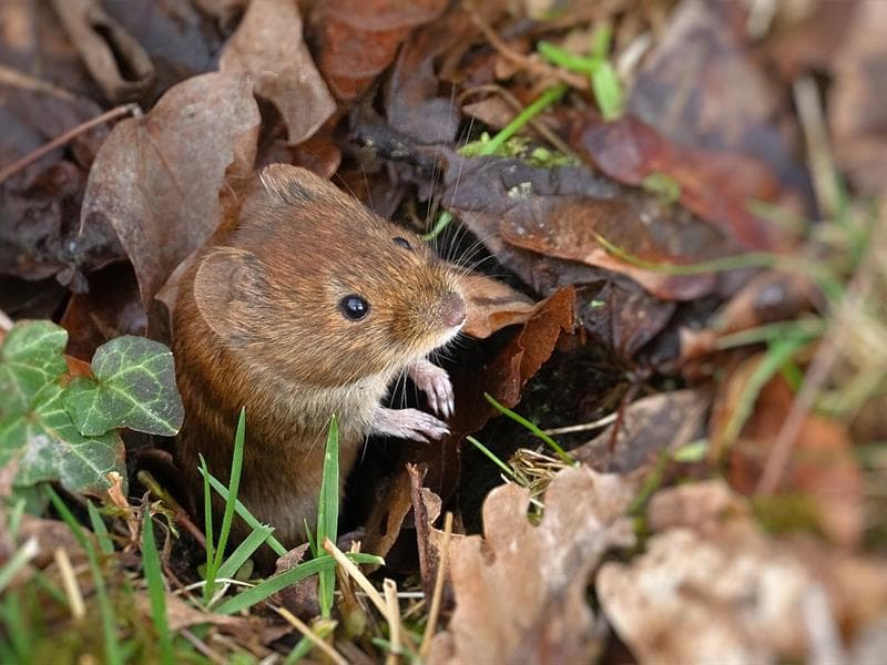 Illustration de l'événement : Petits rongeurs des bois et des haies