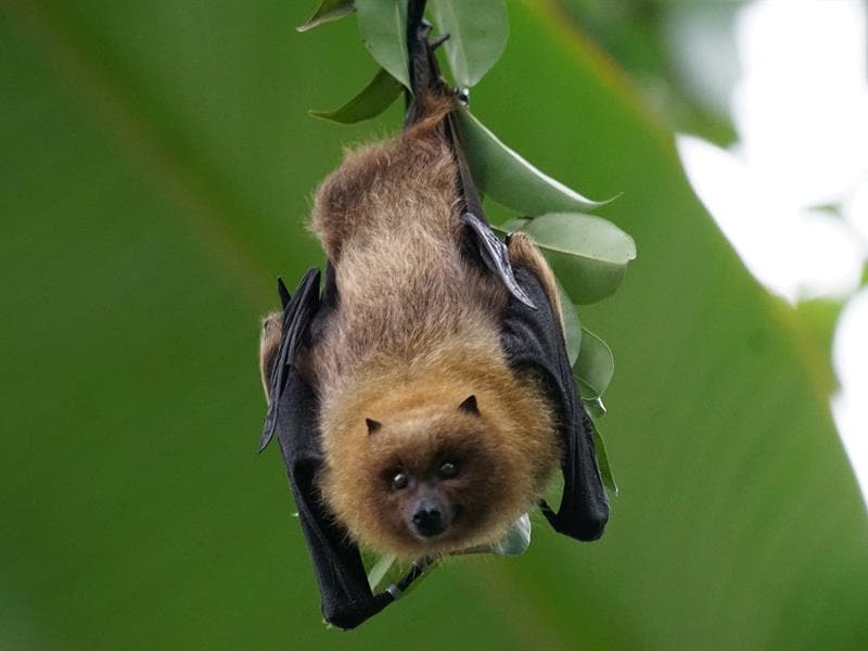 Illustration de l'événement : Sortie chauve-souris