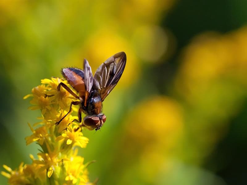Illustration de l'événement : Rendez-vous aux jardins : Le jardin à travers les yeux