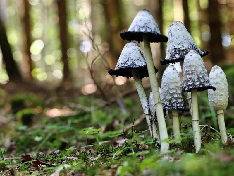 Illustration de l'événement : Les beautés sauvages du vallon du Heimbach