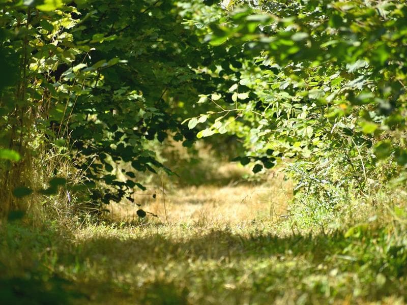 Illustration de l'événement : Mundat : Entres les lignes