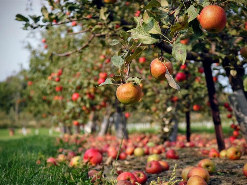 Illustration de l'événement : Visite du verger conservatoire de pommes anciennes