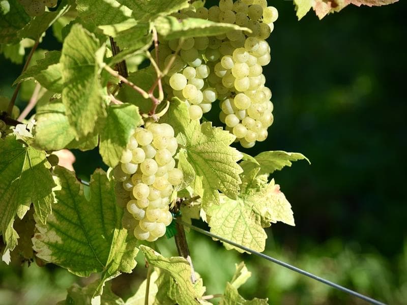 Illustration de l'événement : Sortie dans le vignoble