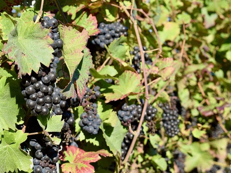 Illustration de l'événement : Sortie dans le vignoble
