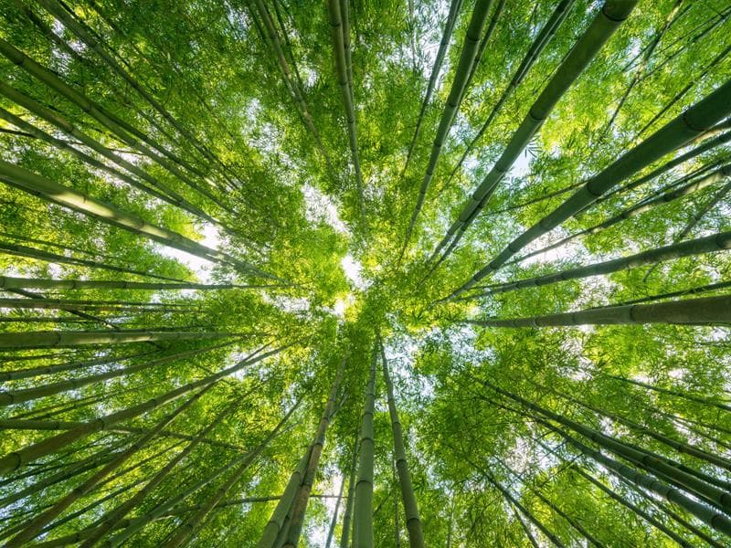 Illustration de l'événement : Sortie nature et bain de forêt