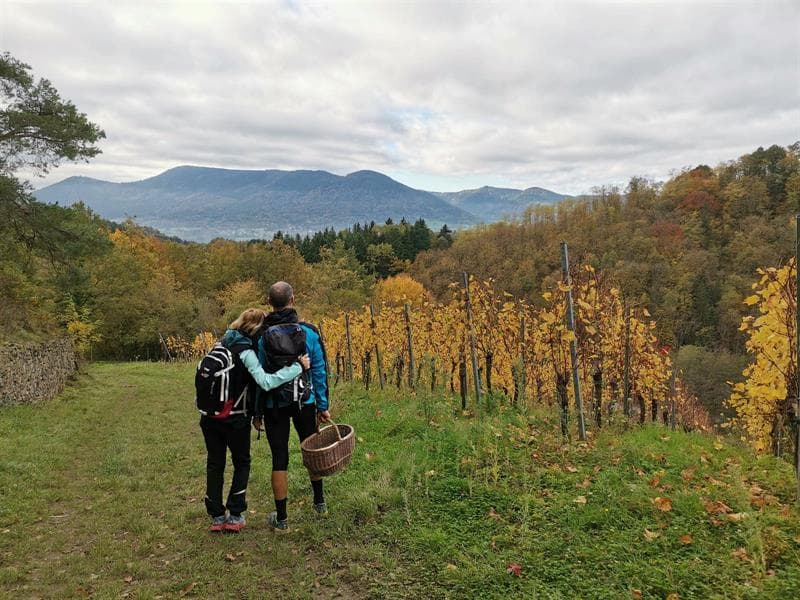 Illustration de l'événement : Visite guidée du vignoble d'Albé et dégustation de vins