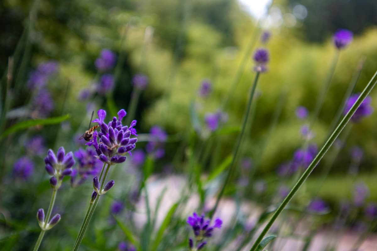 Illustration de l'événement : Rendez-vous aux jardins - Visite guidée « Les jardins du XIXe siècle »