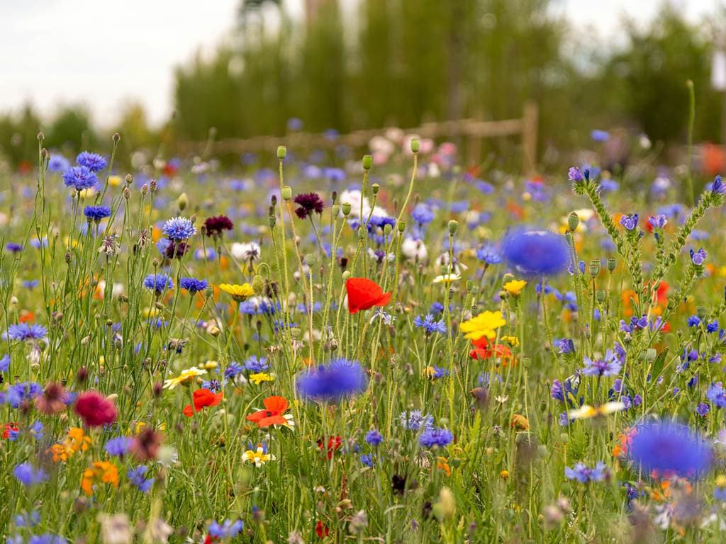 Illustration de l'événement : Les fleurs des chemins : Petits trésors au bord des sentiers