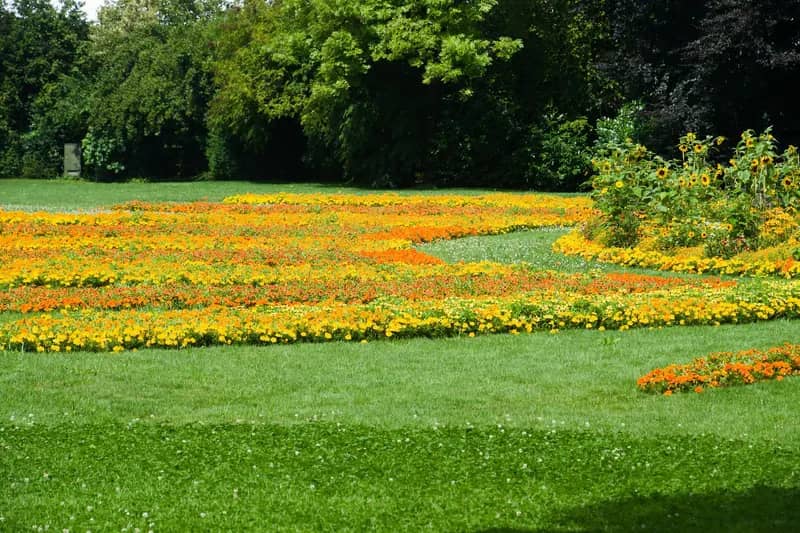 Illustration de l'événement : PARTEZ À LA DÉCOUVERTE DES PLANTES EMBLÉMATIQUES DES CAUSSES !
