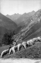 Illustration de l'événement : JOURNÉES EUROPÉENNES DU PATRIMOINE : « MÉMOIRES DE TRANSHUMANCE » - PROJECTION COMMENTÉE