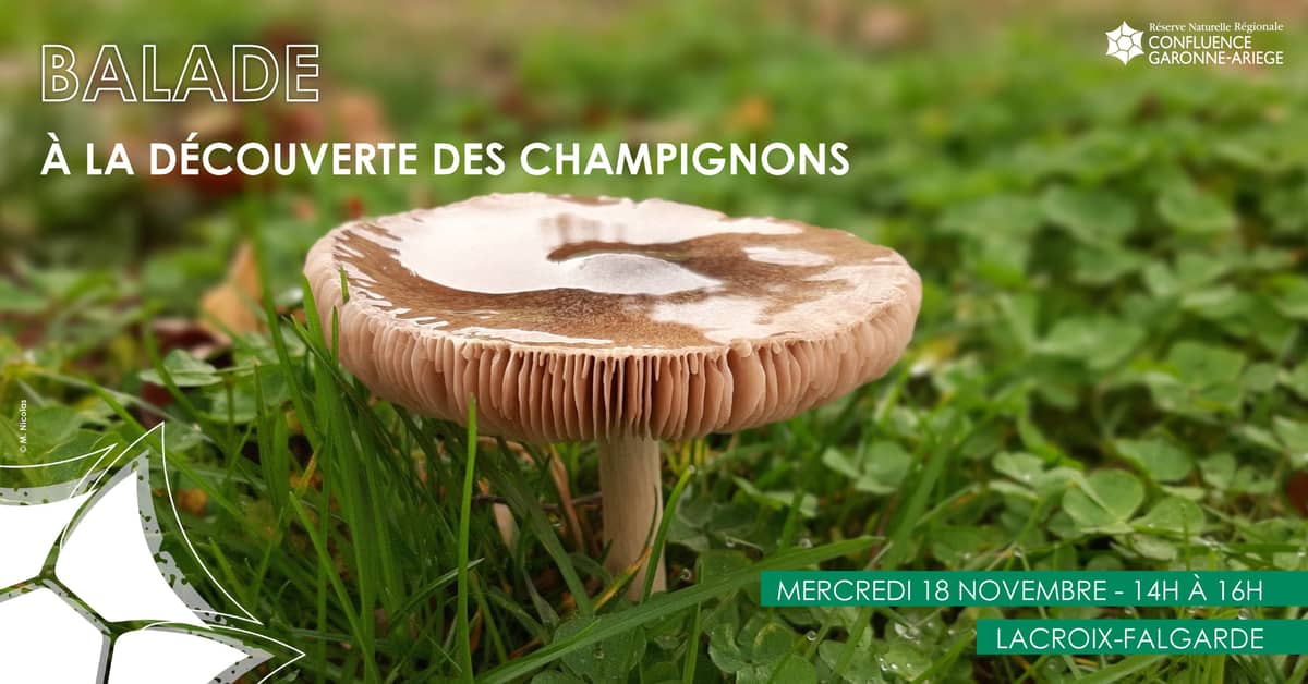 Illustration de l'événement : BALADE – A LA DÉCOUVERTE DES CHAMPIGNONS