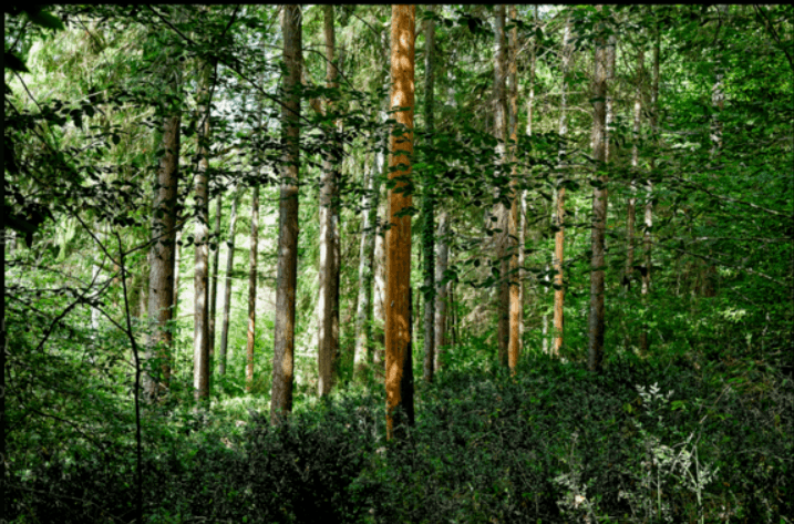Illustration de l'événement : EXPOSITION - UN REGARD SUR LA FORÊT