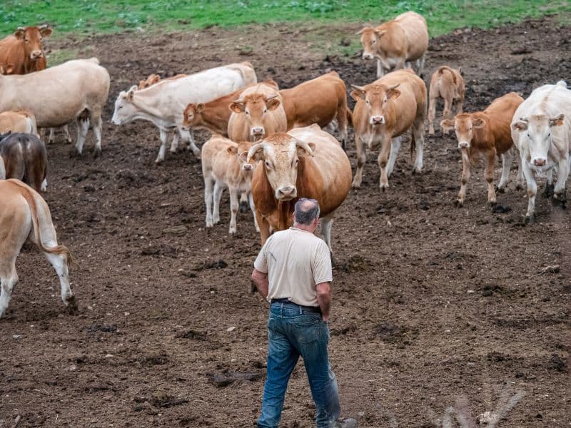 Illustration de l'événement : FERME DE LA TOUNINE