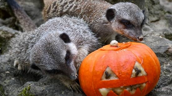 Illustration de l'événement : HALLOWEEN AU ZOO AFRICAN SAFARI