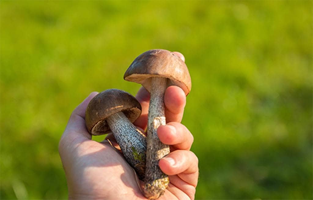 Illustration de l'événement : Sortie et conférence : les champignons