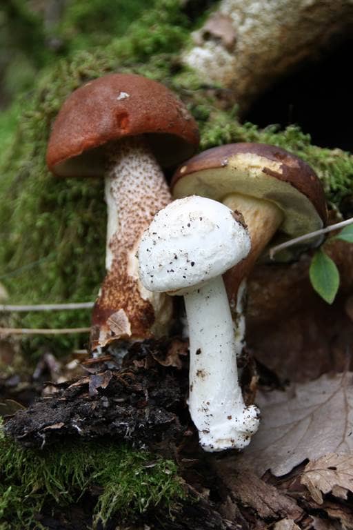 Illustration de l'événement : Les Journées Champignons
