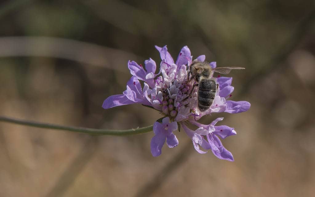 Illustration de l'événement : L'abeille noire d'Argonne, une habitante de nos forêts
