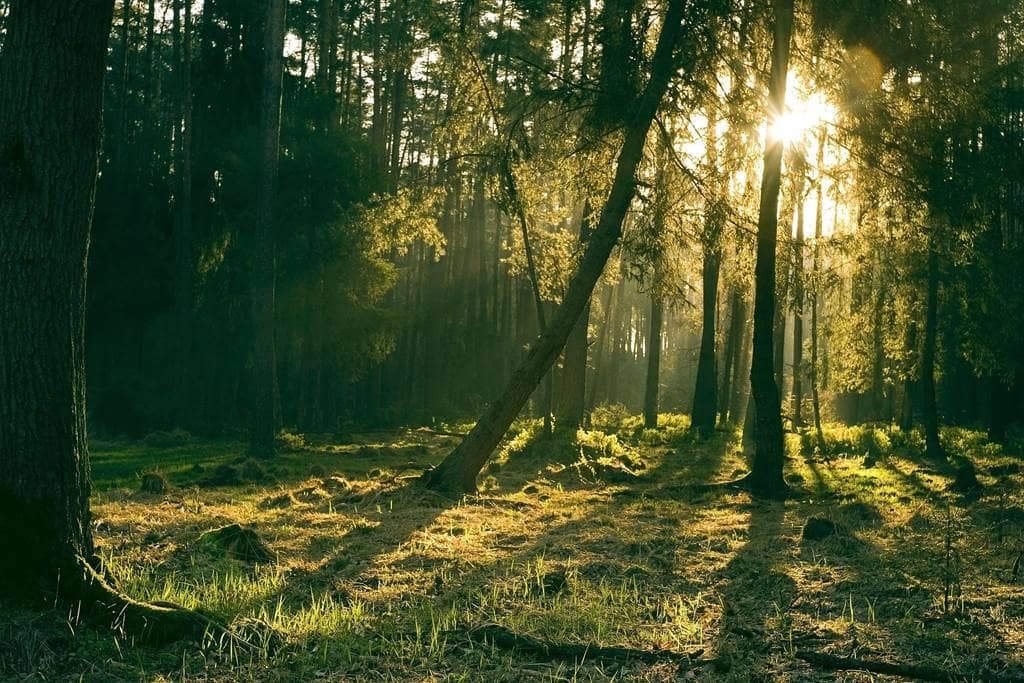 Illustration de l'événement : Bain de forêt : les bienfaits de la nature sur la santé humaine