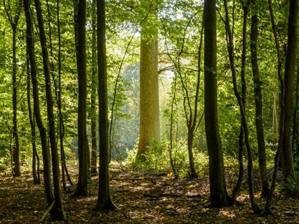 Illustration de l'événement : Jeu de piste en forêt