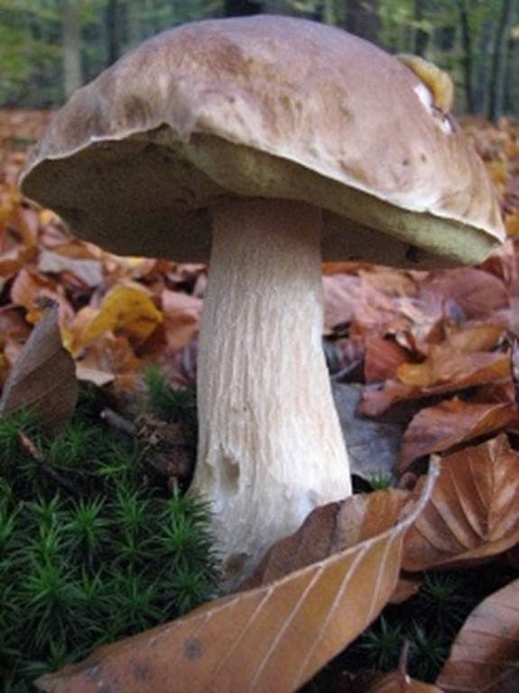 Illustration de l'événement : Découverte du monde des champignons