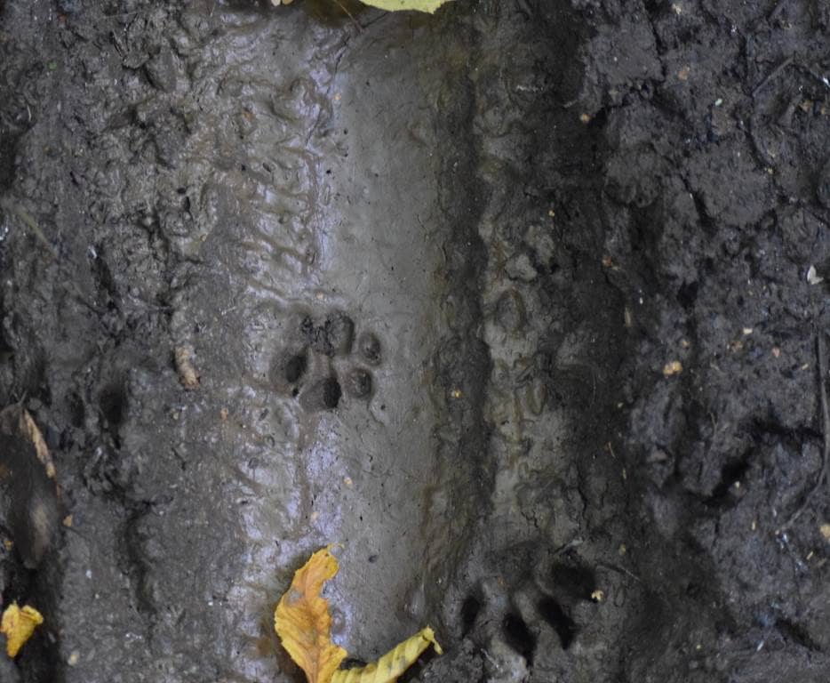 Illustration de l'événement : Traces de la vie sauvage