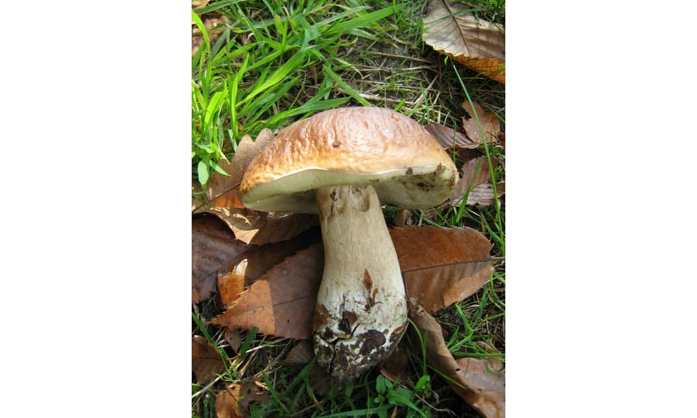 Illustration de l'événement : Champignons en Retz