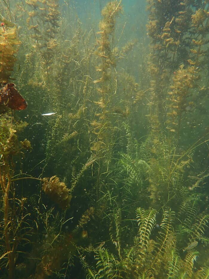 Illustration de l'événement : Rdv Natura 2000 : Flore et végétations aquatiques des vallées calcaires du Périgord