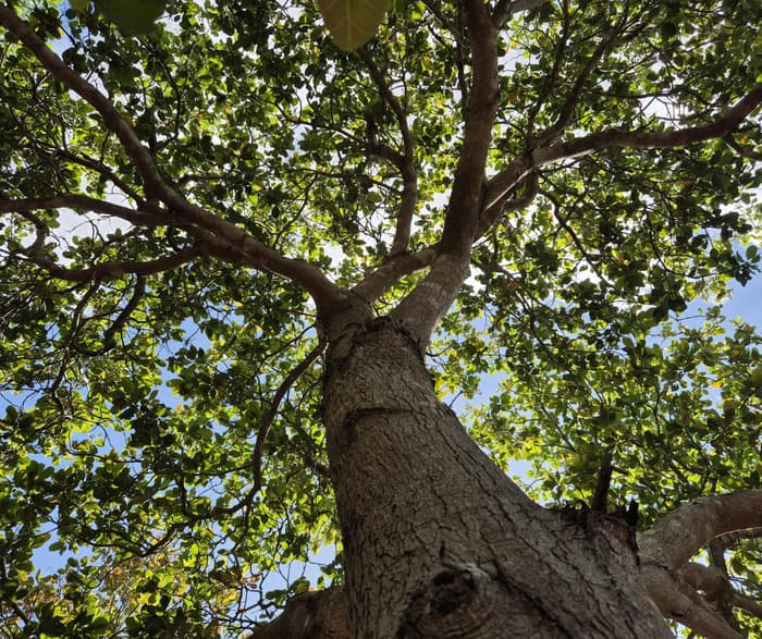 Illustration de l'événement : Sortie « Au pied de mon arbre »