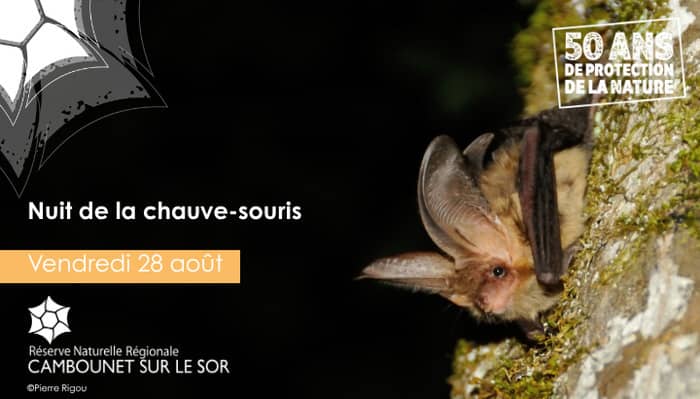 Illustration de l'événement : Nuit de la chauve-souris