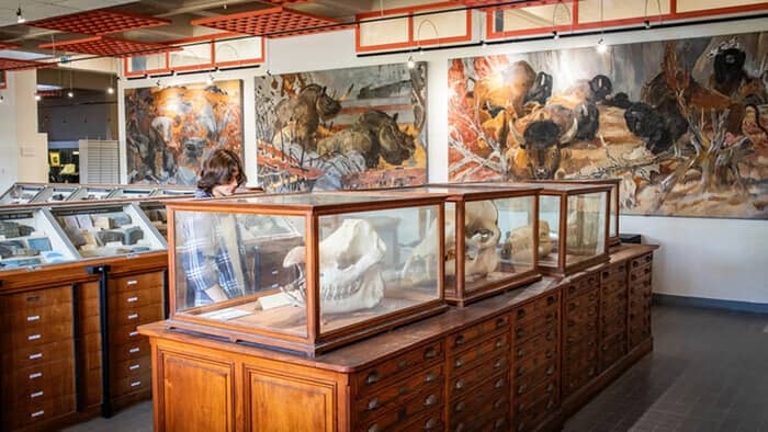 Illustration de l'événement : Visite des collections universitaires
