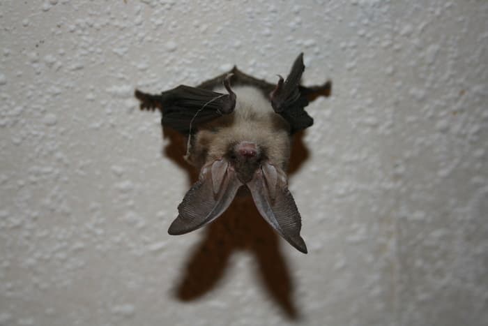 Illustration de l'événement : A la découverte des chauves-souris de mon village
