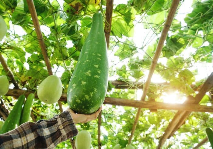 Illustration de l'événement : Calebasse : la plante gourde aux milles usages