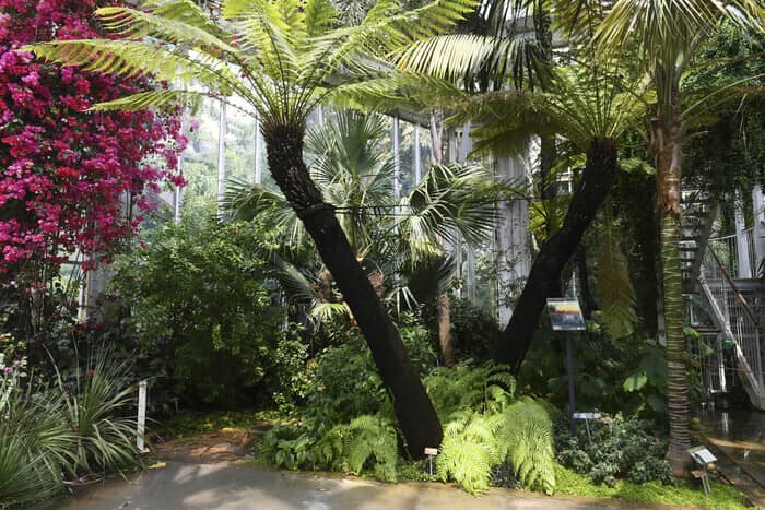 Illustration de l'événement : Activités estivales pour les seniors | Balade et visite guidée du Jardin Botanique de Genève