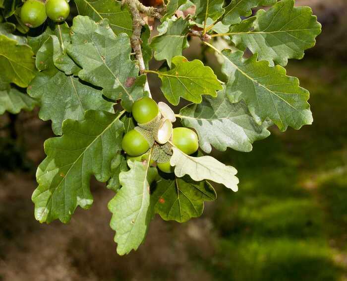 Illustration de l'événement : Ronde des arbres "A la rencontre du Chêne"