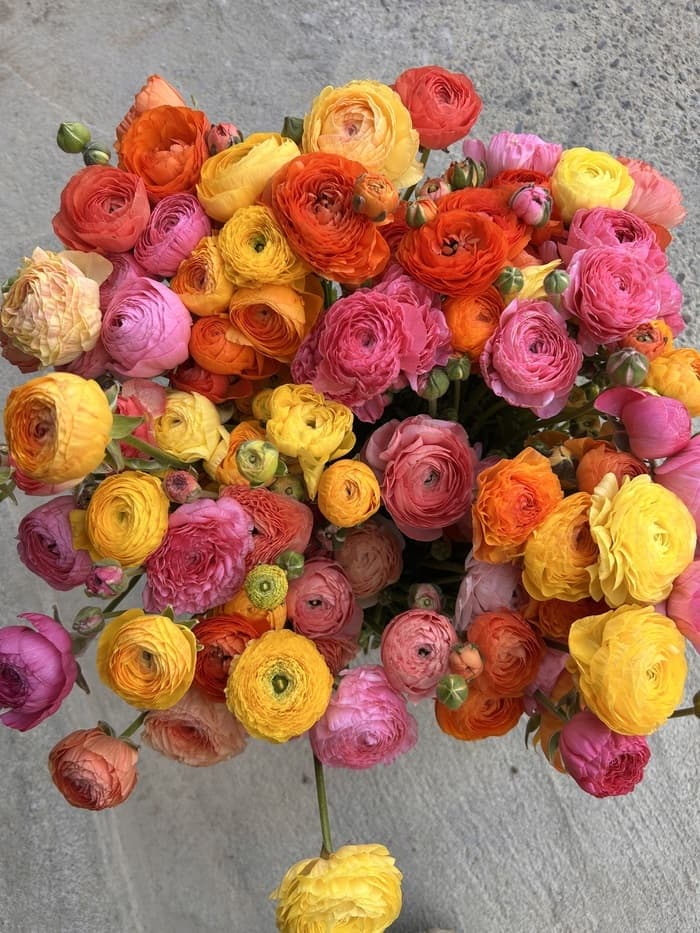 Illustration de l'événement : Visite de la ferme florale Casau Bon