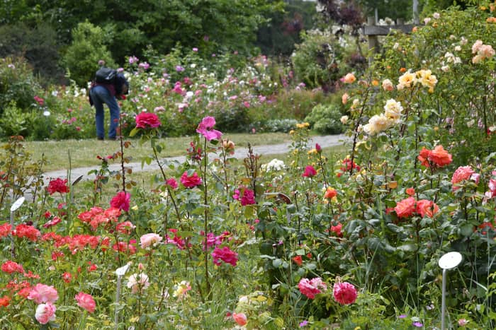 Illustration de l'événement : Le Parc Floral de la Beaujoire : la roseraie, ses parfums et son histoire